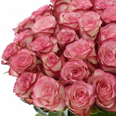 Ružová ruža PALOMA 40cm (XL)
