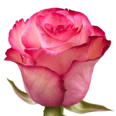 Růžová růže PALOMA 60cm (L)