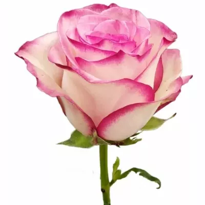 Růže PALOMA CLASSICO 60cm (XL)