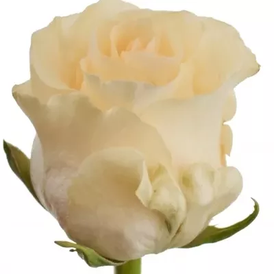 Meruňková růže PEACH TACAZZI+ 50cm (L)