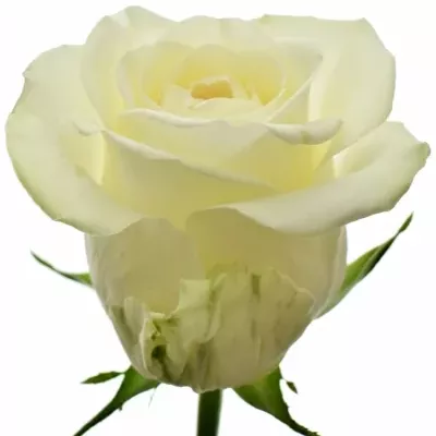 Krémová růže PEGASSO 50cm (M)
