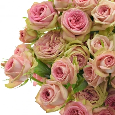 Růžová růže PEPITA 70cm/7+