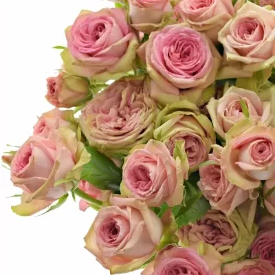 Růžová růže PEPITA 30cm/4+