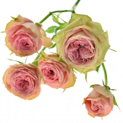 Růžová růže PEPITA 70cm/7+