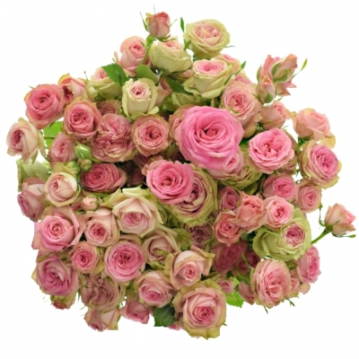 Růžová růže PEPITA 70cm/7+