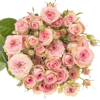 Růžová růže trsová PEPITA 30cm/4+