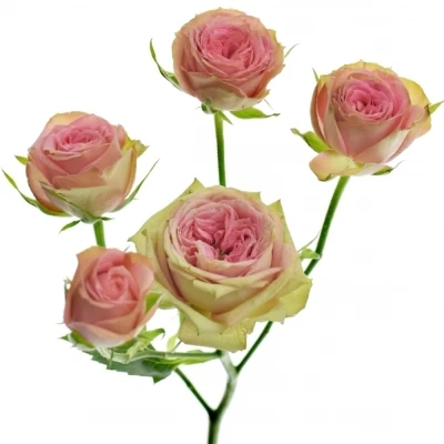 Růžová růže PEPITA 70cm/7+