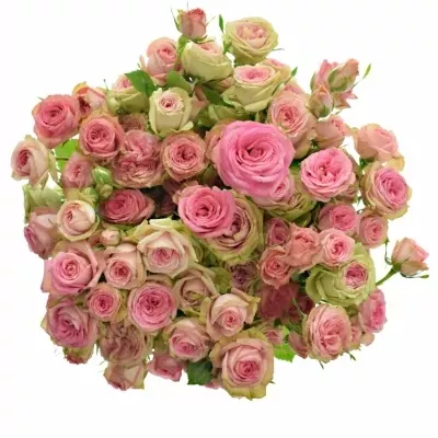 Růžová růže PEPITA 70cm/7+