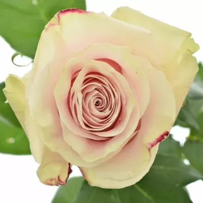 Růžová růže PINK  MONDIAL 80cm (XXL)