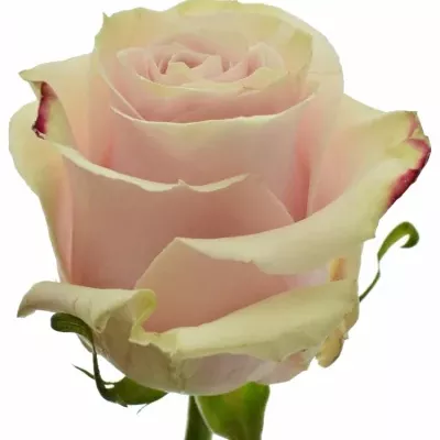 Růžová růže PINK  MONDIAL 80 cm (XXL) EQ