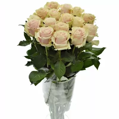 Růžová růže PINK  MONDIAL 80cm (XXL)