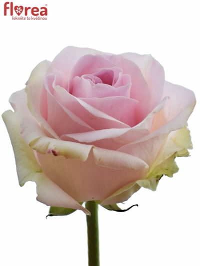Růžová růže PINK AVALANCHE+ 90cm (XL)