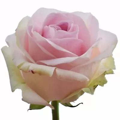 Růžová růže PINK AVALANCHE 