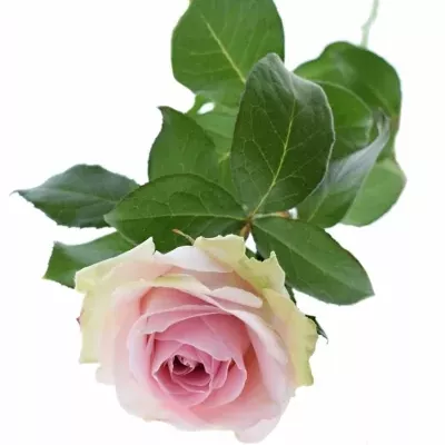 Růžová růže PINK AVALANCHE 