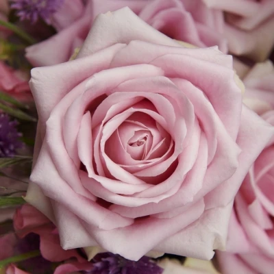 Růžová růže PINK AVALANCHE 