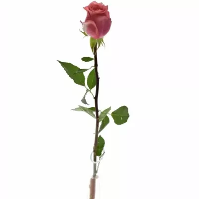 Růžová růže PINK DELIGHT 50cm (L)