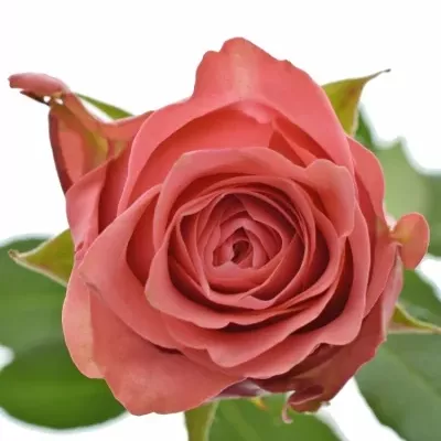 Růžová růže PINK DELIGHT 50cm (L)