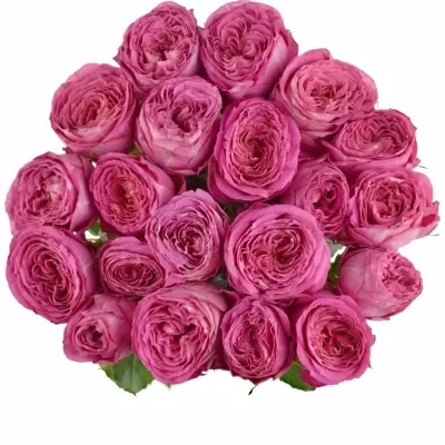 Růžová růže PINK ILLUSION-BB 80cm (XL)