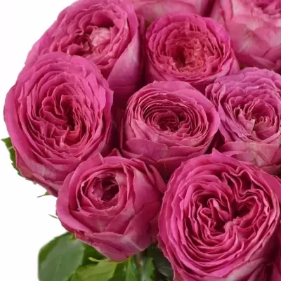 Růžová růže PINK ILLUSION-BB 80cm (XL)