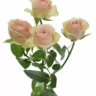 Růžová růže PINK IRISCHKA