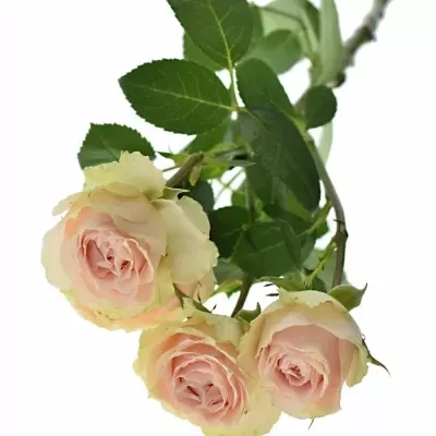 Ružová ruža PINK IRISCHKA