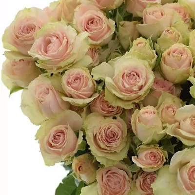 Růžová růže PINK IRISCHKA