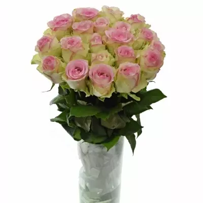 Růžová růže PINK JOURNEY 70cm (L)