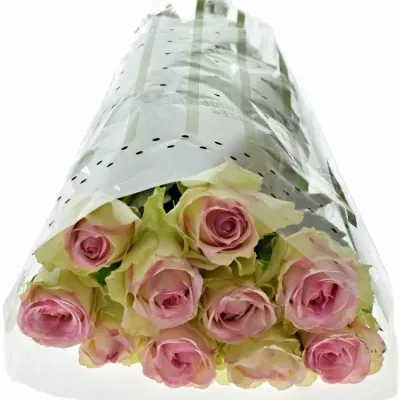Růžová růže PINK JOURNEY 70cm (L)