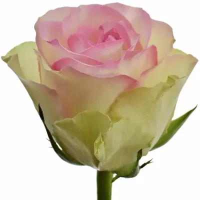 Růžová růže PINK JOURNEY 40cm (L)