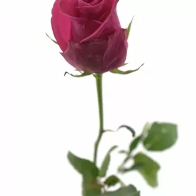 Růžová růže PINK PARTY 