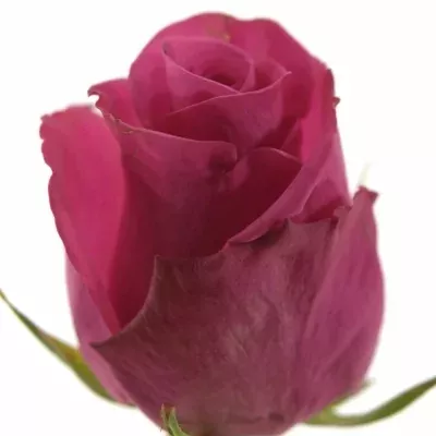 Růžová růže PINK SECRET 50cm (XL)