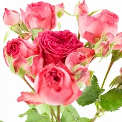 Růžová růže trsová PINK PIANO STAR 50cm/5+