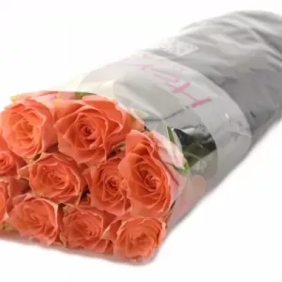 Růžová růže PINK POP