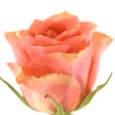 Růžová růže PINK POP