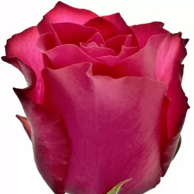 Růžová růže PINK RHODOS 50cm (XXL)