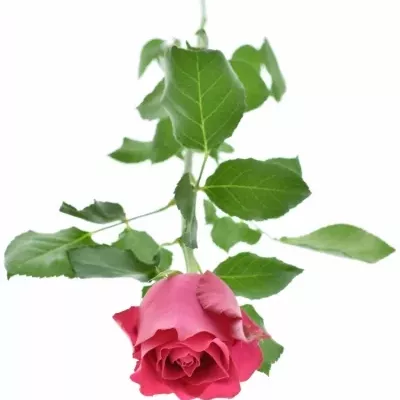 Růžová růže PINK RHODOS