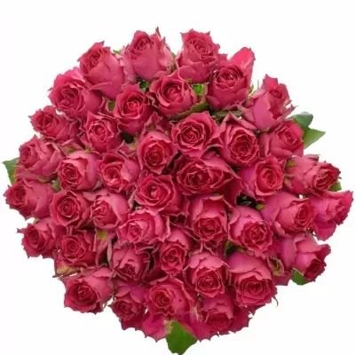 Růžová růže PINK RHODOS