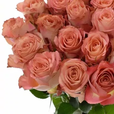Růžová růže PINK SILK 60cm (L)
