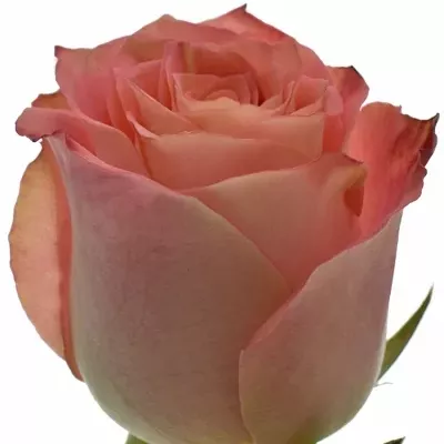 Růžová růže PINK SILK 50cm (M)