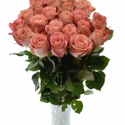 Růžová růže PINK SILK 60cm (L)