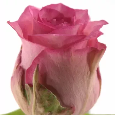 Růžová růže PINK SUDOKU 