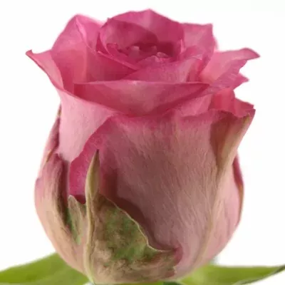 Růžová růže PINK SUDOKU 50cm (M)