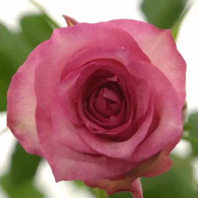 Růžová růže PINK SUDOKU 