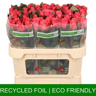 Růžová růže PINK TACAZZI+ 50cm (M)