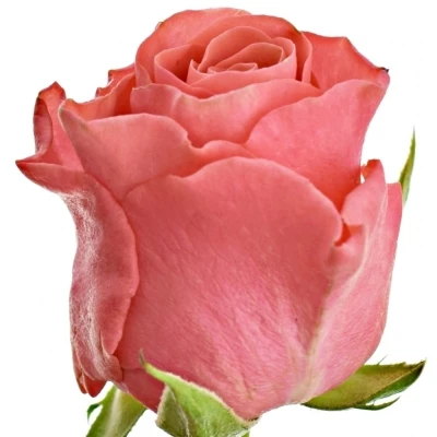 Růžová růže PINK TACAZZI+ 50cm (M)