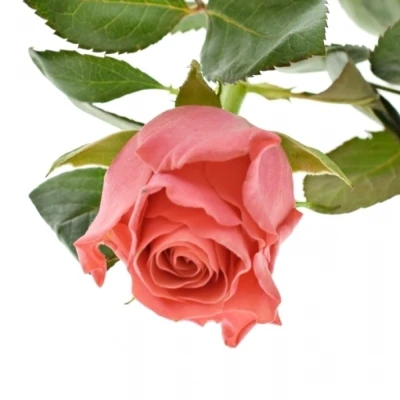 Růžová růže PINK TACAZZI+ 50cm (M)