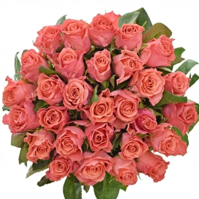 Růžová růže PINK TACAZZI+ 50cm (M)