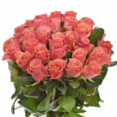 Růžová růže PINK TACAZZI+ 50cm (M)