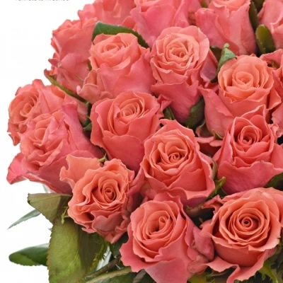 Růžová růže PINK TACAZZI+ 50cm (M)