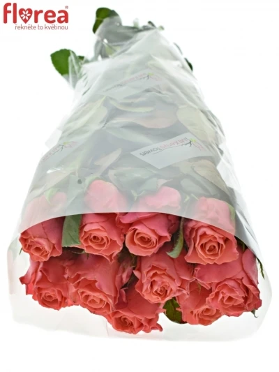 Růžová růže PINK TACAZZI+ 50cm (M)